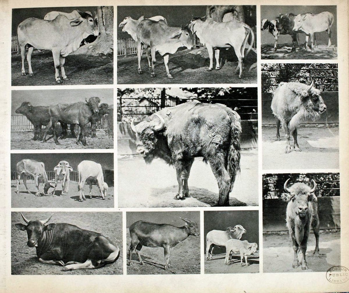 Das thierleben in SchÃ¶nbrunnWien :Gerlach,[1904] | Animals "Pictorial works" Boston Public Library | Vintage Print Reproduction 466199