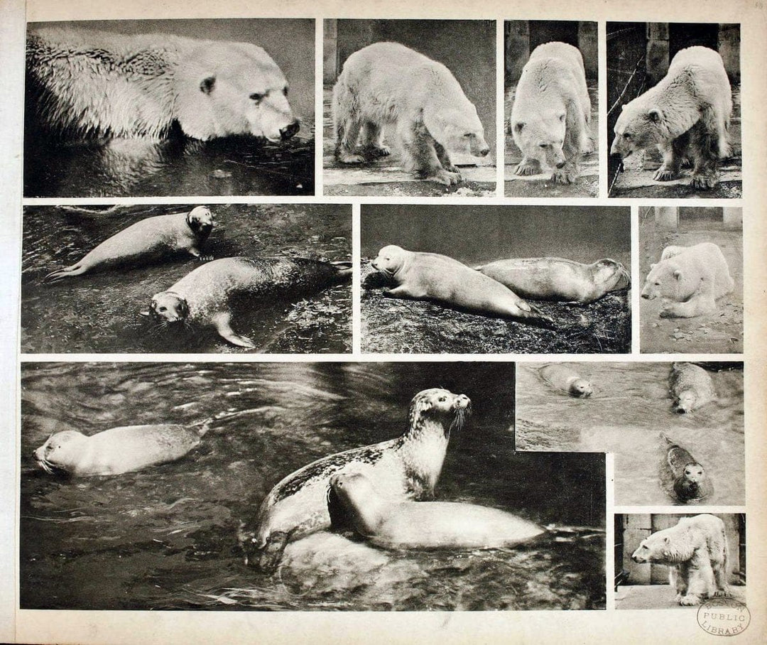 Das thierleben in SchÃ¶nbrunnWien :Gerlach,[1904] | Animals "Pictorial works" Boston Public Library | Vintage Print Reproduction 466200