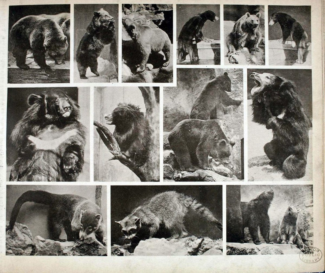 Das thierleben in SchÃ¶nbrunnWien :Gerlach,[1904] | Animals "Pictorial works" Boston Public Library | Vintage Print Reproduction 466201