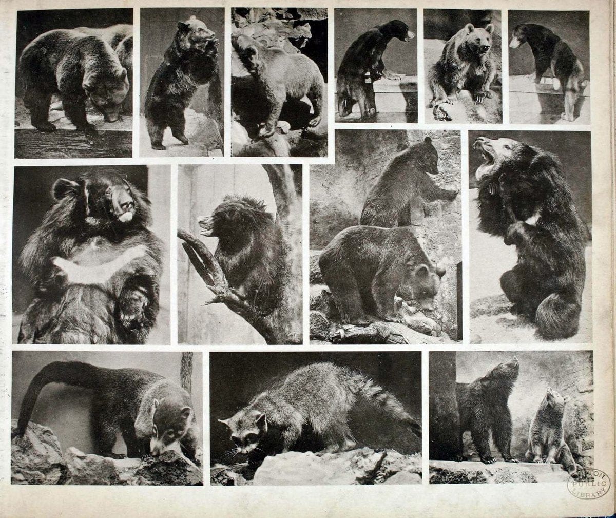 Das thierleben in SchÃ¶nbrunnWien :Gerlach,[1904] | Animals "Pictorial works" Boston Public Library | Vintage Print Reproduction 466201