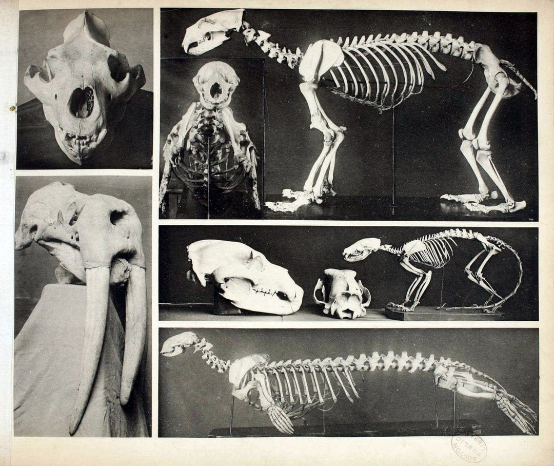 Das thierleben in SchÃ¶nbrunnWien :Gerlach,[1904] | Animals "Pictorial works" Boston Public Library | Vintage Print Reproduction 466202