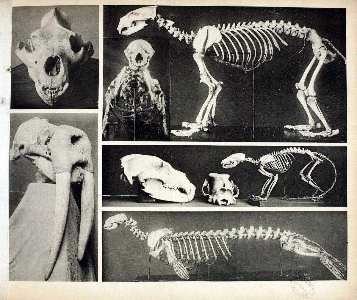Das thierleben in SchÃ¶nbrunnWien :Gerlach,[1904] | Animals "Pictorial works" Boston Public Library | Vintage Print Reproduction 466202