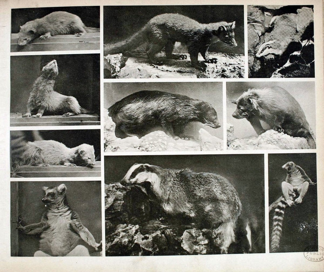 Das thierleben in SchÃ¶nbrunnWien :Gerlach,[1904] | Animals "Pictorial works" Boston Public Library | Vintage Print Reproduction 466203