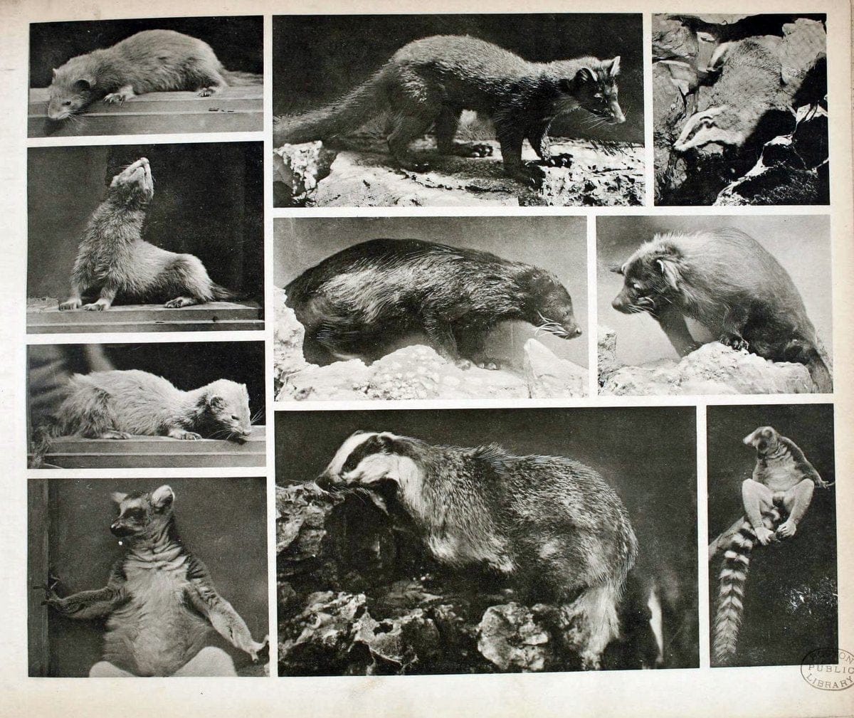 Das thierleben in SchÃ¶nbrunnWien :Gerlach,[1904] | Animals "Pictorial works" Boston Public Library | Vintage Print Reproduction 466203
