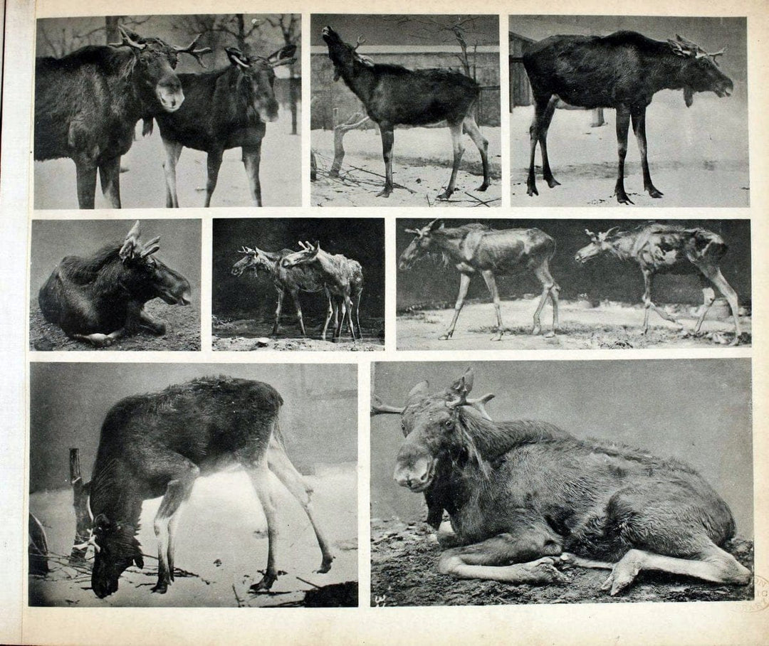 Das thierleben in SchÃ¶nbrunnWien :Gerlach,[1904] | Animals "Pictorial works" Boston Public Library | Vintage Print Reproduction 466204