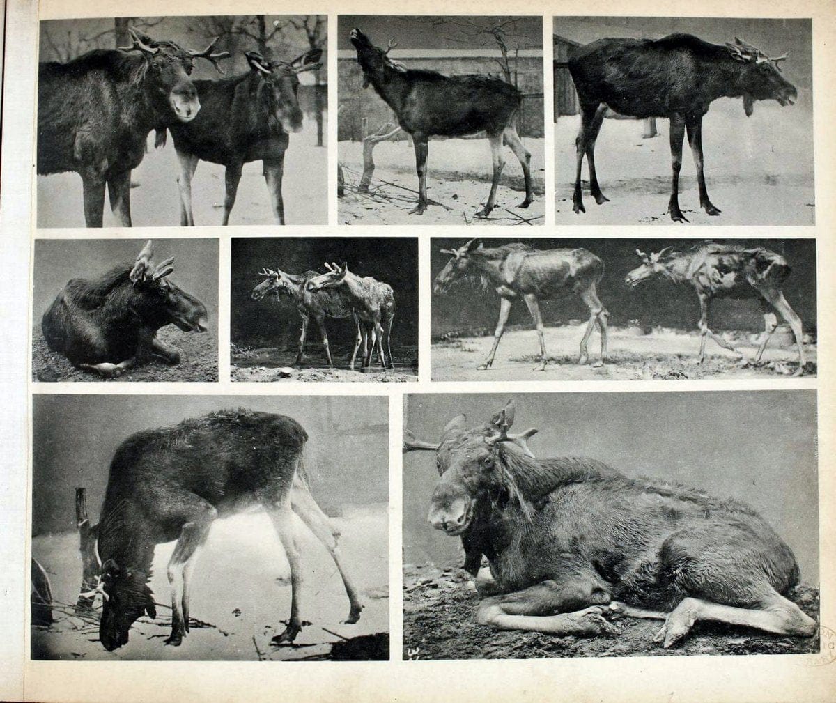 Das thierleben in SchÃ¶nbrunnWien :Gerlach,[1904] | Animals "Pictorial works" Boston Public Library | Vintage Print Reproduction 466204