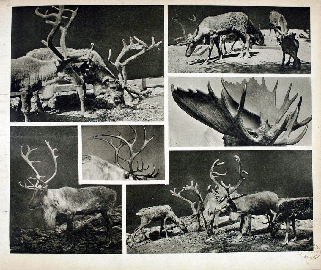 Das thierleben in SchÃ¶nbrunnWien :Gerlach,[1904] | Animals "Pictorial works" Boston Public Library | Vintage Print Reproduction 466205