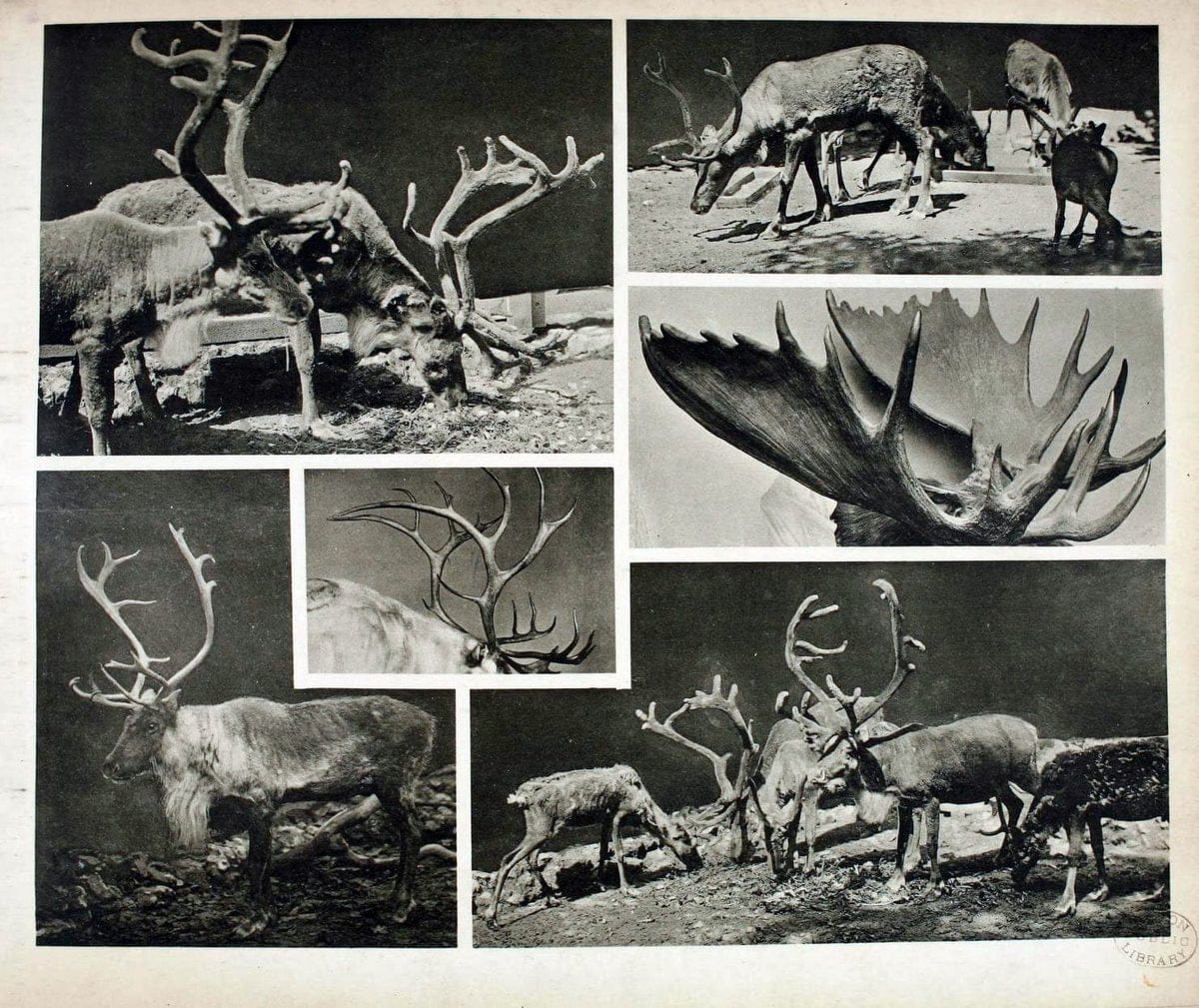 Das thierleben in SchÃ¶nbrunnWien :Gerlach,[1904] | Animals "Pictorial works" Boston Public Library | Vintage Print Reproduction 466205