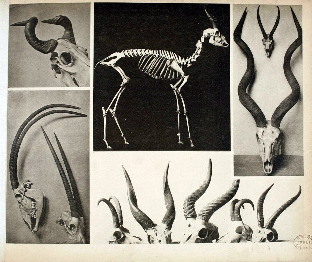 Das thierleben in SchÃ¶nbrunnWien :Gerlach,[1904] | Animals "Pictorial works" Boston Public Library | Vintage Print Reproduction 466206
