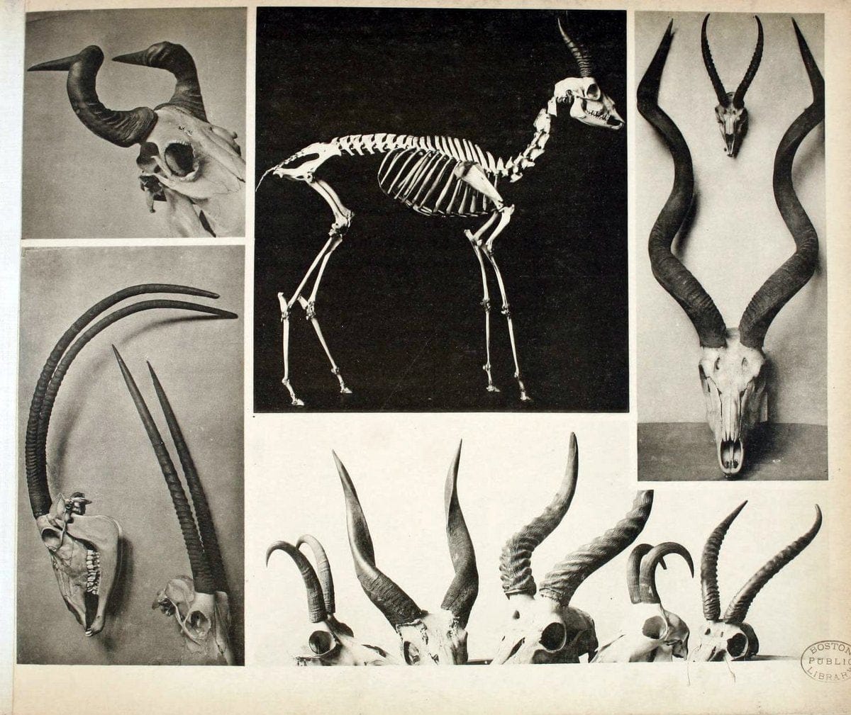 Das thierleben in SchÃ¶nbrunnWien :Gerlach,[1904] | Animals "Pictorial works" Boston Public Library | Vintage Print Reproduction 466206