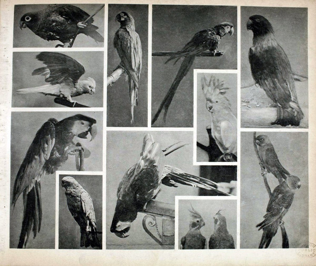 Das thierleben in SchÃ¶nbrunnWien :Gerlach,[1904] | Animals "Pictorial works" Boston Public Library | Vintage Print Reproduction 466207