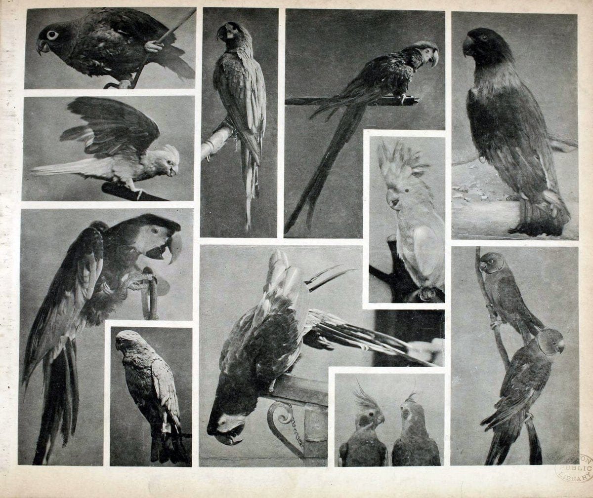 Das thierleben in SchÃ¶nbrunnWien :Gerlach,[1904] | Animals "Pictorial works" Boston Public Library | Vintage Print Reproduction 466207