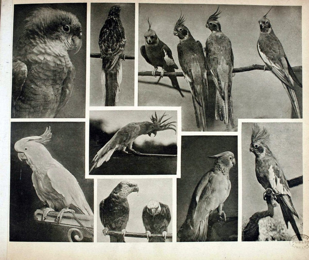 Das thierleben in SchÃ¶nbrunnWien :Gerlach,[1904] | Animals "Pictorial works" Boston Public Library | Vintage Print Reproduction 466208