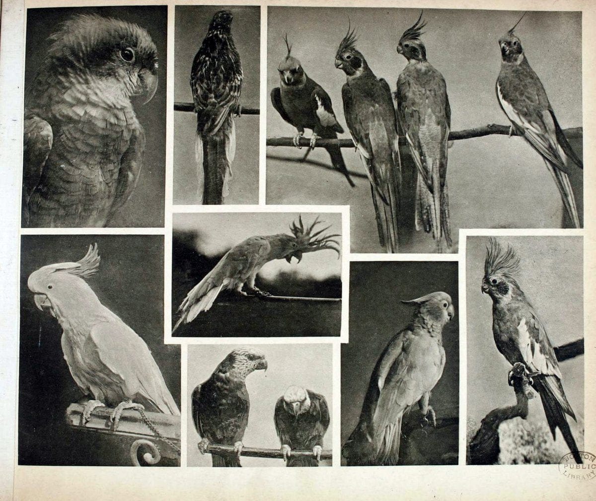 Das thierleben in SchÃ¶nbrunnWien :Gerlach,[1904] | Animals "Pictorial works" Boston Public Library | Vintage Print Reproduction 466208