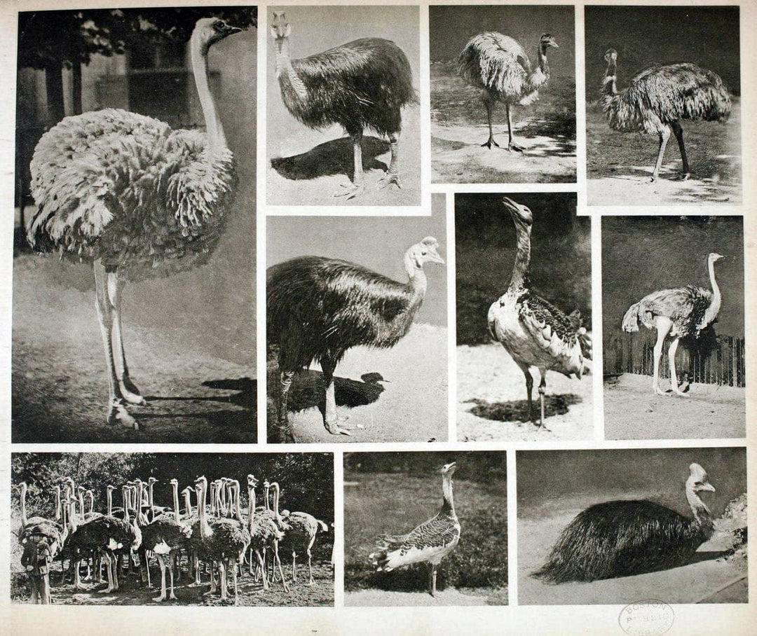 Das thierleben in SchÃ¶nbrunnWien :Gerlach,[1904] | Animals "Pictorial works" Boston Public Library | Vintage Print Reproduction 466209