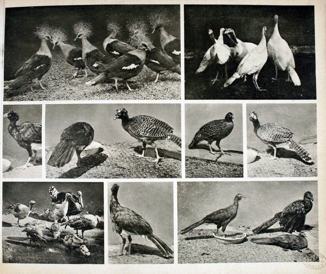 Das thierleben in SchÃ¶nbrunnWien :Gerlach,[1904] | Animals "Pictorial works" Boston Public Library | Vintage Print Reproduction 466210