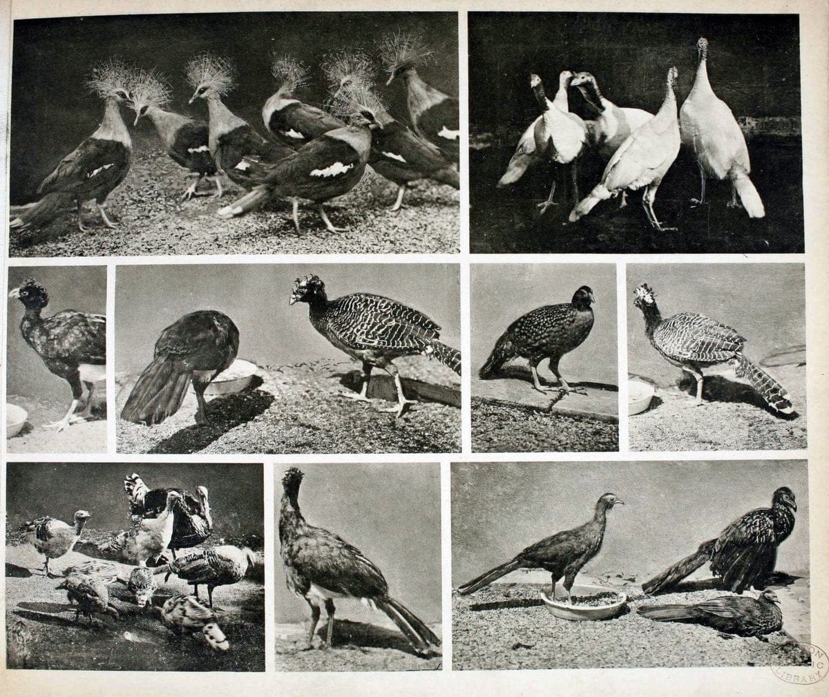 Das thierleben in SchÃ¶nbrunnWien :Gerlach,[1904] | Animals "Pictorial works" Boston Public Library | Vintage Print Reproduction 466210