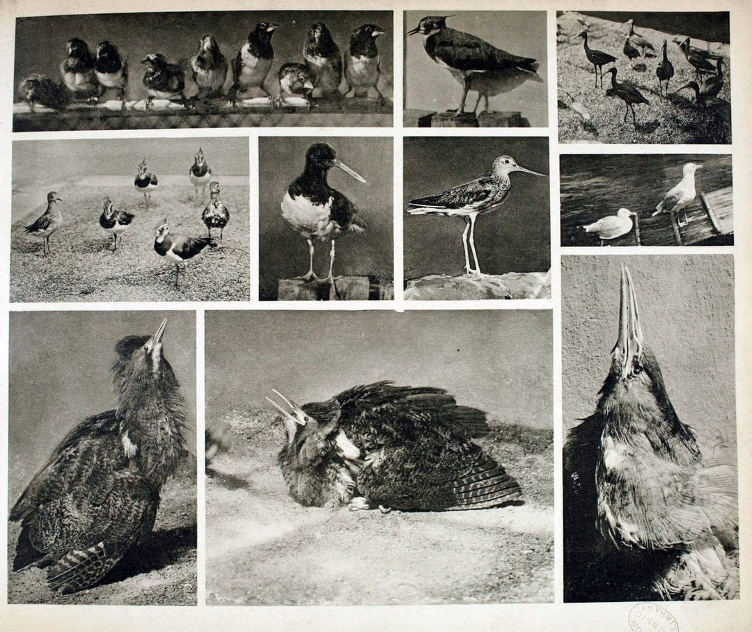 Das thierleben in SchÃ¶nbrunnWien :Gerlach,[1904] | Animals "Pictorial works" Boston Public Library | Vintage Print Reproduction 466211