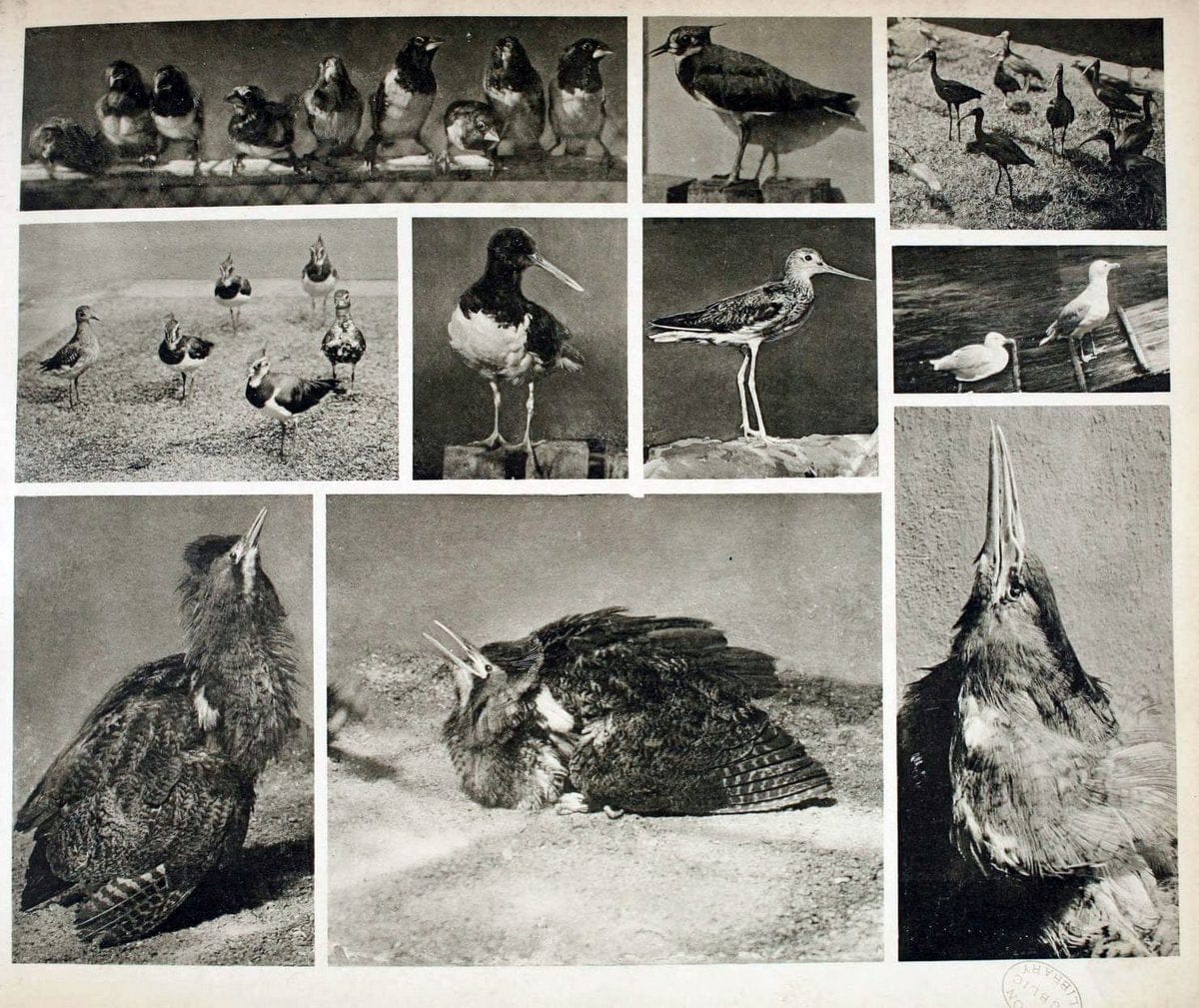 Das thierleben in SchÃ¶nbrunnWien :Gerlach,[1904] | Animals "Pictorial works" Boston Public Library | Vintage Print Reproduction 466211