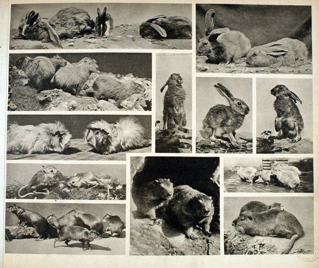 Das thierleben in SchÃ¶nbrunnWien :Gerlach,[1904] | Animals "Pictorial works" Boston Public Library | Vintage Print Reproduction 466212