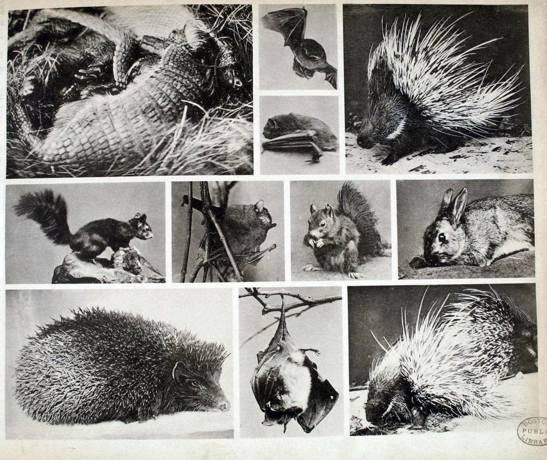 Das thierleben in SchÃ¶nbrunnWien :Gerlach,[1904] | Animals "Pictorial works" Boston Public Library | Vintage Print Reproduction 466213
