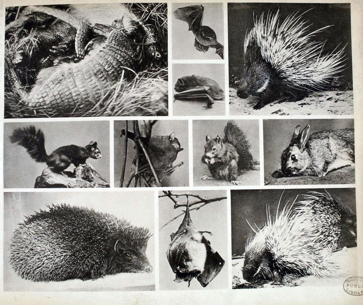 Das thierleben in SchÃ¶nbrunnWien :Gerlach,[1904] | Animals "Pictorial works" Boston Public Library | Vintage Print Reproduction 466213