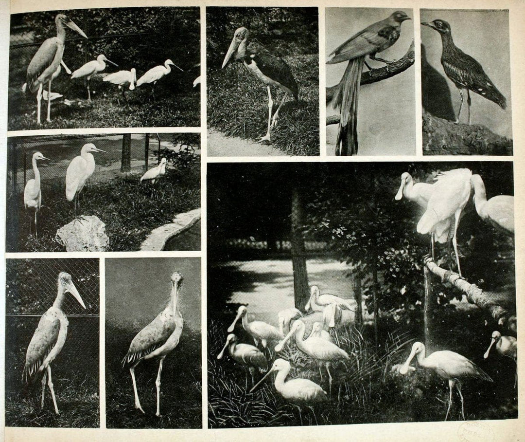Das thierleben in SchÃ¶nbrunnWien :Gerlach,[1904] | Animals "Pictorial works" Boston Public Library | Vintage Print Reproduction 466214