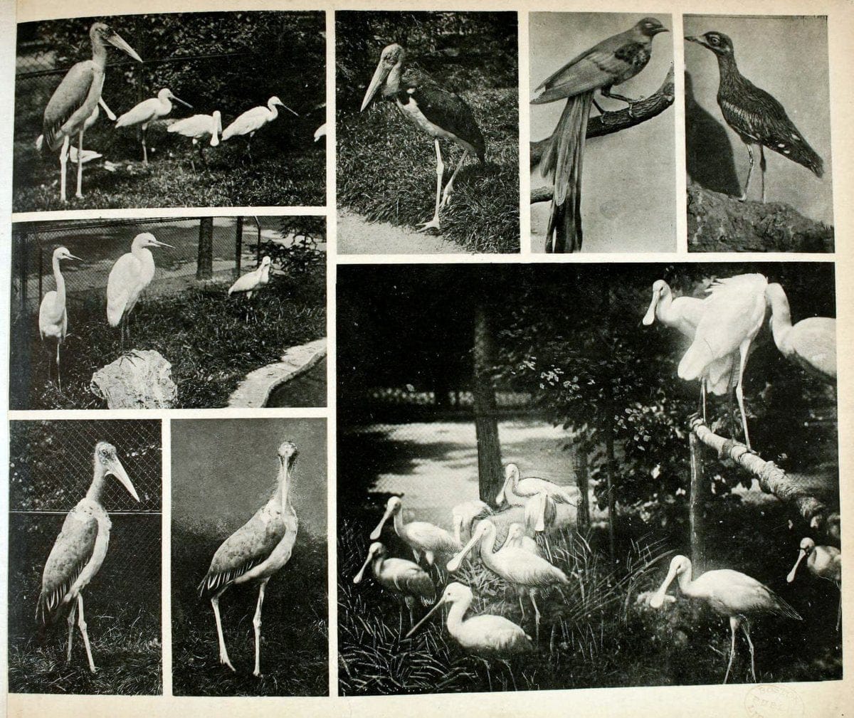 Das thierleben in SchÃ¶nbrunnWien :Gerlach,[1904] | Animals "Pictorial works" Boston Public Library | Vintage Print Reproduction 466214