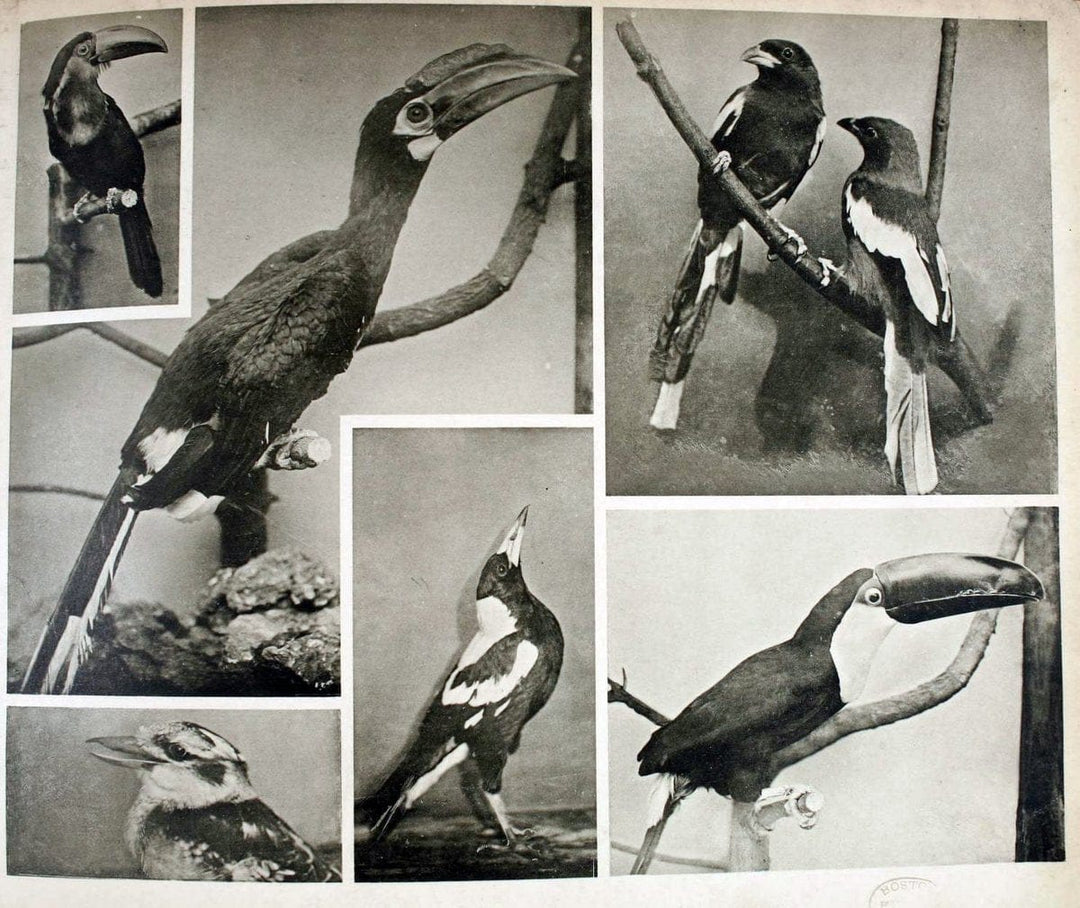 Das thierleben in SchÃ¶nbrunnWien :Gerlach,[1904] | Animals "Pictorial works" Boston Public Library | Vintage Print Reproduction 466215