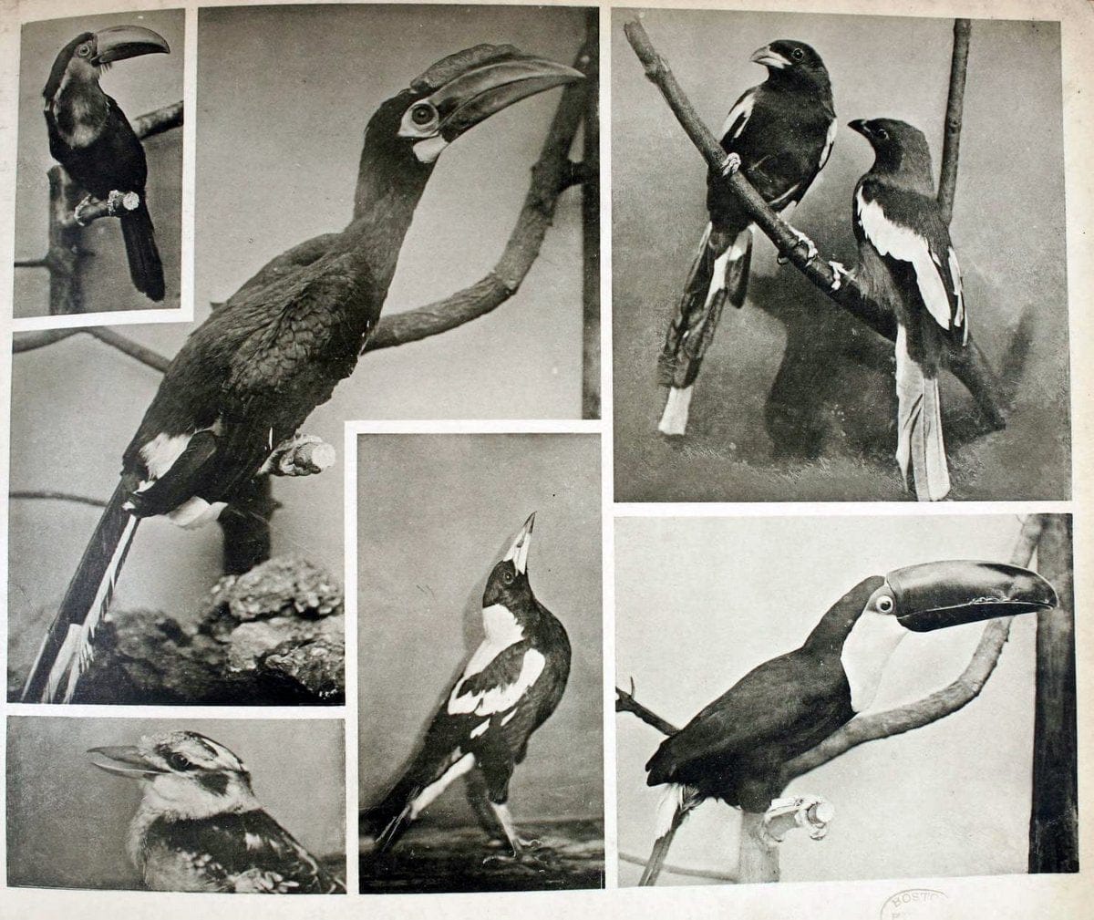 Das thierleben in SchÃ¶nbrunnWien :Gerlach,[1904] | Animals "Pictorial works" Boston Public Library | Vintage Print Reproduction 466215