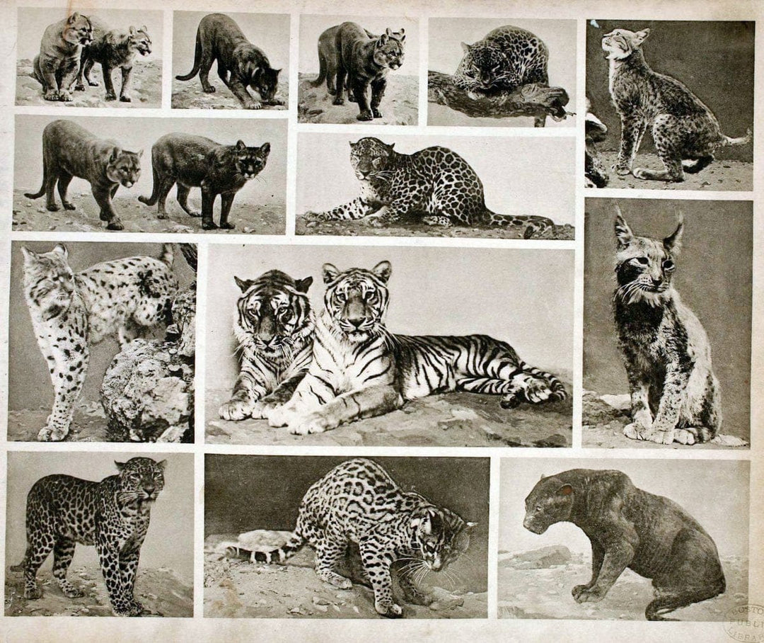 Das thierleben in SchÃ¶nbrunnWien :Gerlach,[1904] | Animals "Pictorial works" Boston Public Library | Vintage Print Reproduction 466216