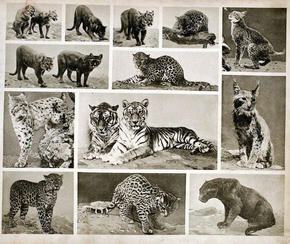 Das thierleben in SchÃ¶nbrunnWien :Gerlach,[1904] | Animals "Pictorial works" Boston Public Library | Vintage Print Reproduction 466216
