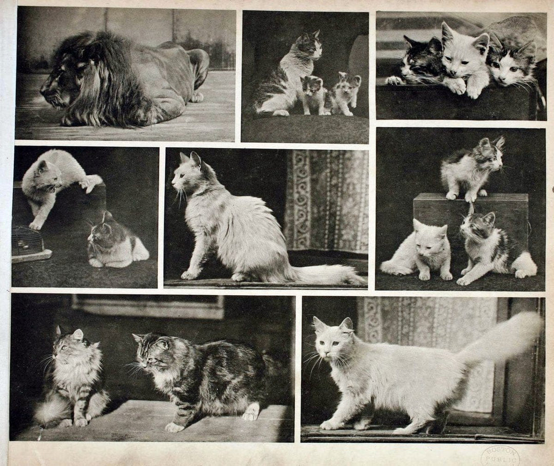 Das thierleben in SchÃ¶nbrunnWien :Gerlach,[1904] | Animals "Pictorial works" Boston Public Library | Vintage Print Reproduction 466217