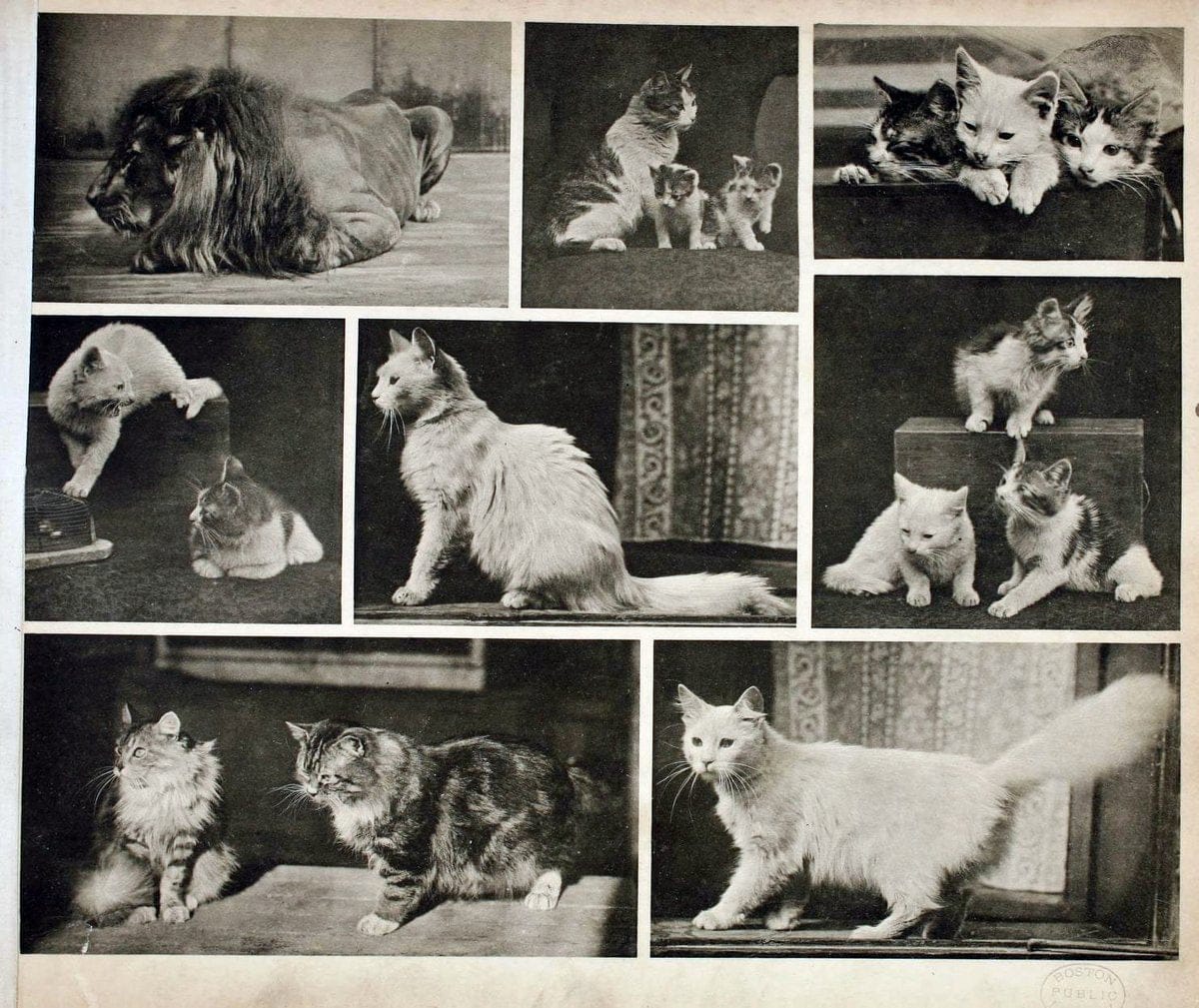 Das thierleben in SchÃ¶nbrunnWien :Gerlach,[1904] | Animals "Pictorial works" Boston Public Library | Vintage Print Reproduction 466217