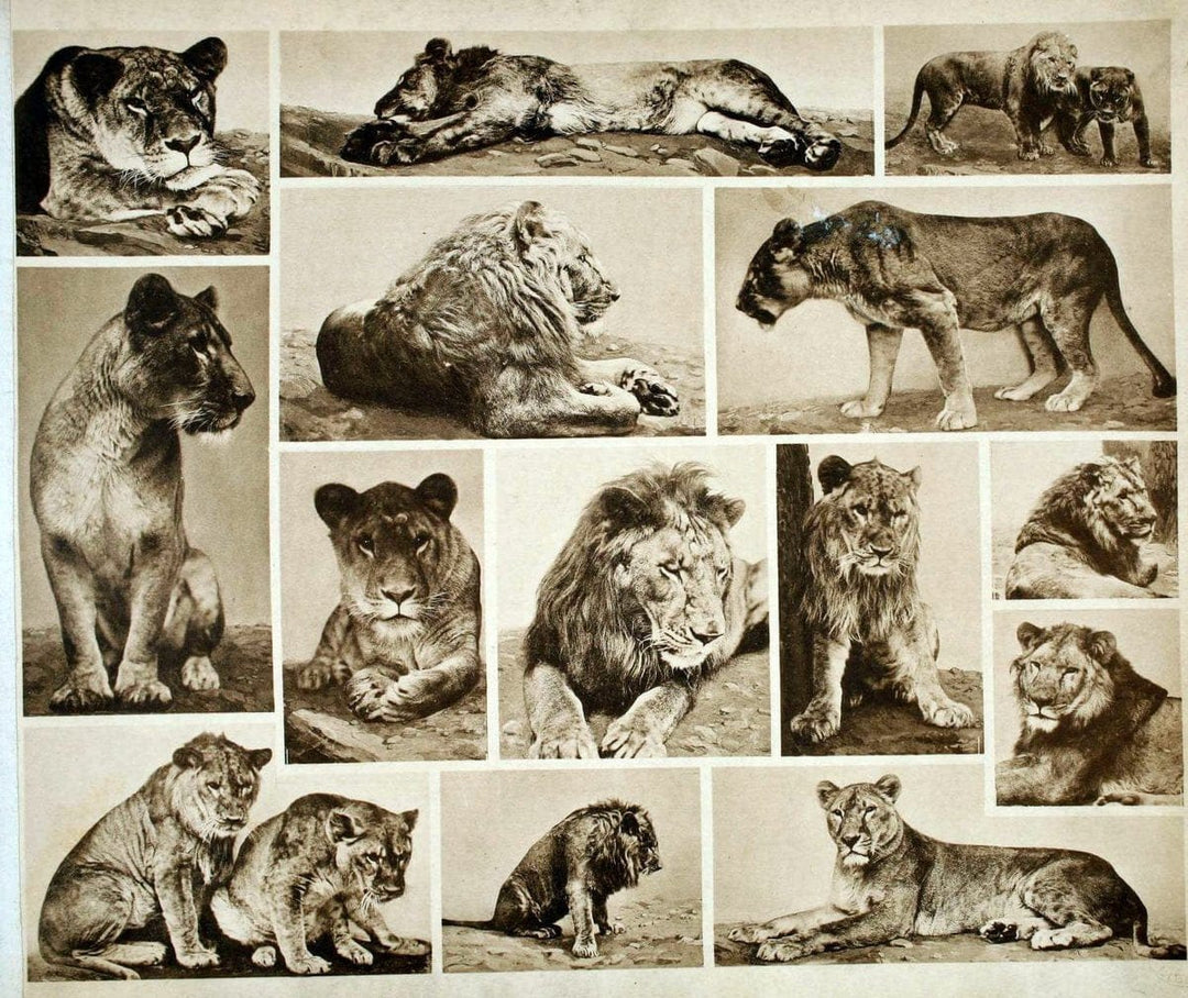 Das thierleben in SchÃ¶nbrunnWien :Gerlach,[1904] | Animals "Pictorial works" Boston Public Library | Vintage Print Reproduction 466218