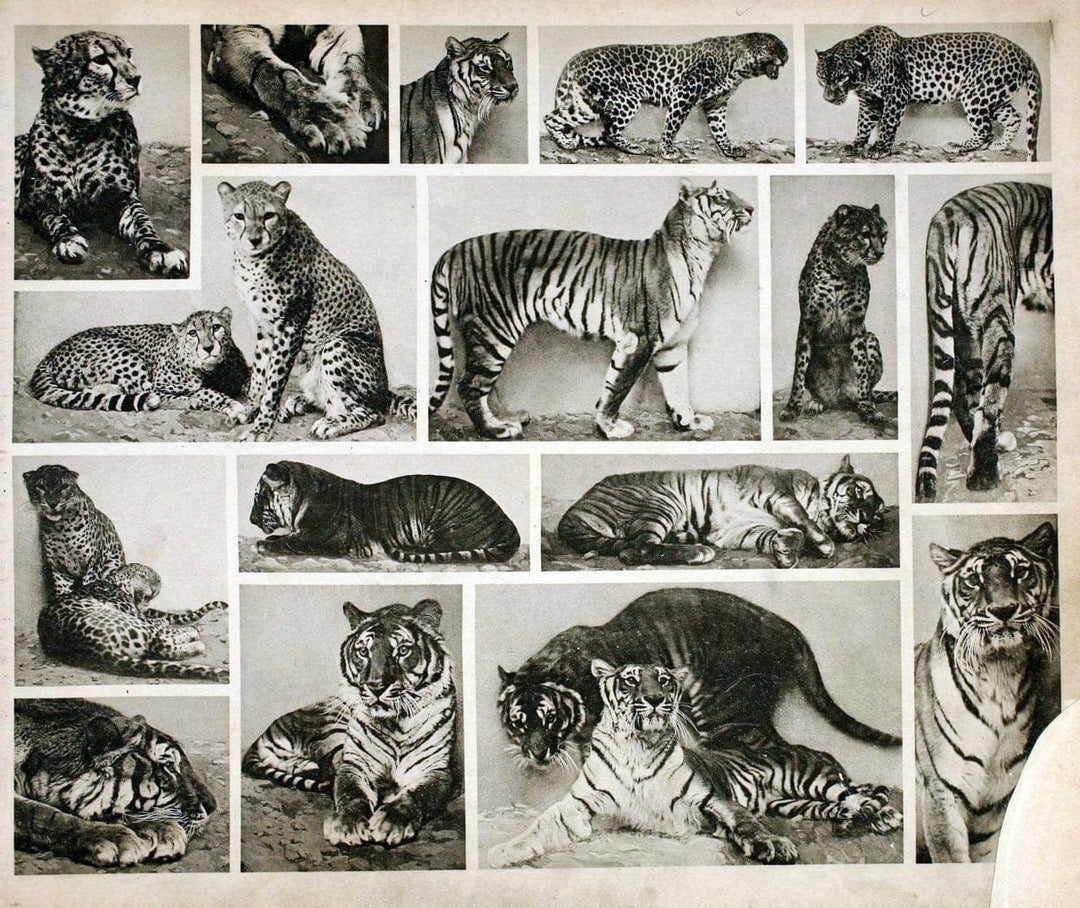 Das thierleben in SchÃ¶nbrunnWien :Gerlach,[1904] | Animals "Pictorial works" Boston Public Library | Vintage Print Reproduction 466219