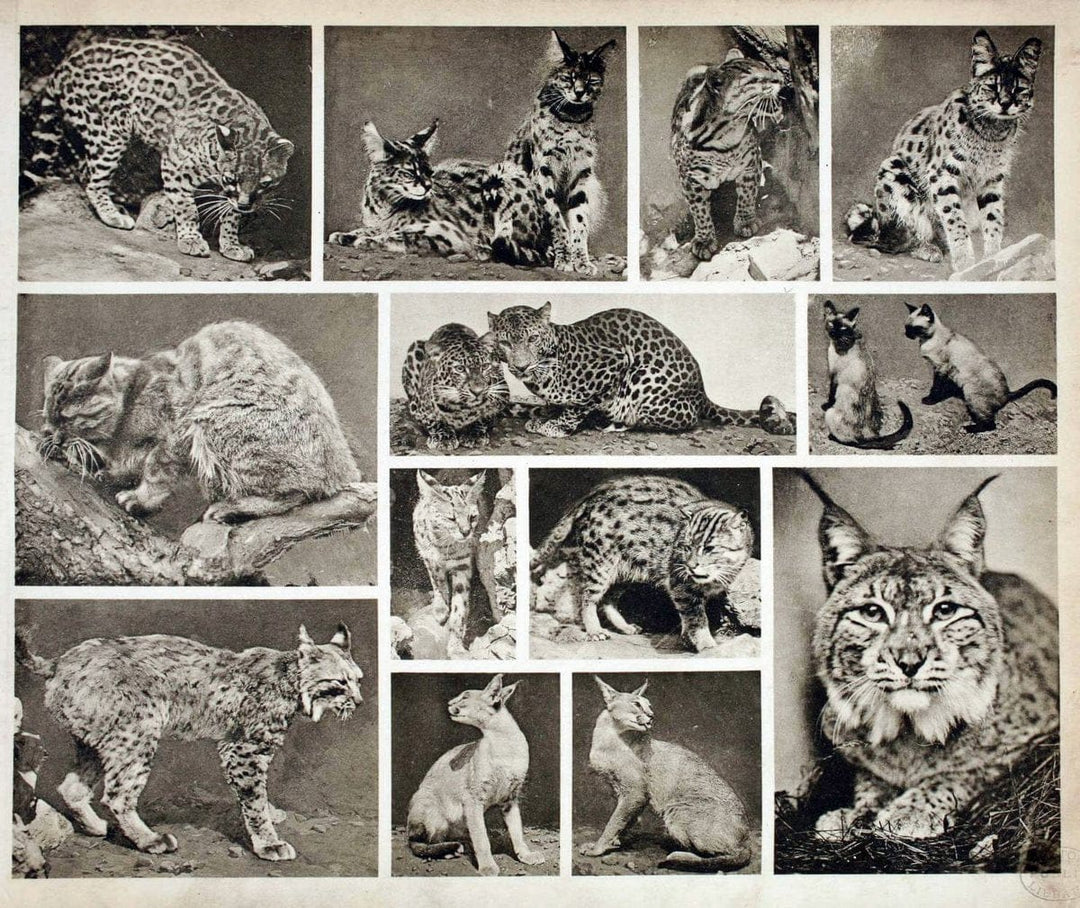 Das thierleben in SchÃ¶nbrunnWien :Gerlach,[1904] | Animals "Pictorial works" Boston Public Library | Vintage Print Reproduction 466220