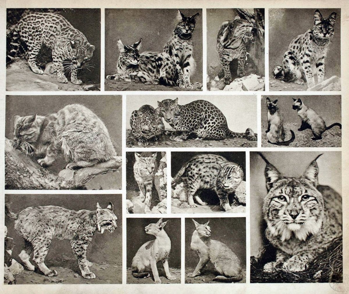 Das thierleben in SchÃ¶nbrunnWien :Gerlach,[1904] | Animals "Pictorial works" Boston Public Library | Vintage Print Reproduction 466220
