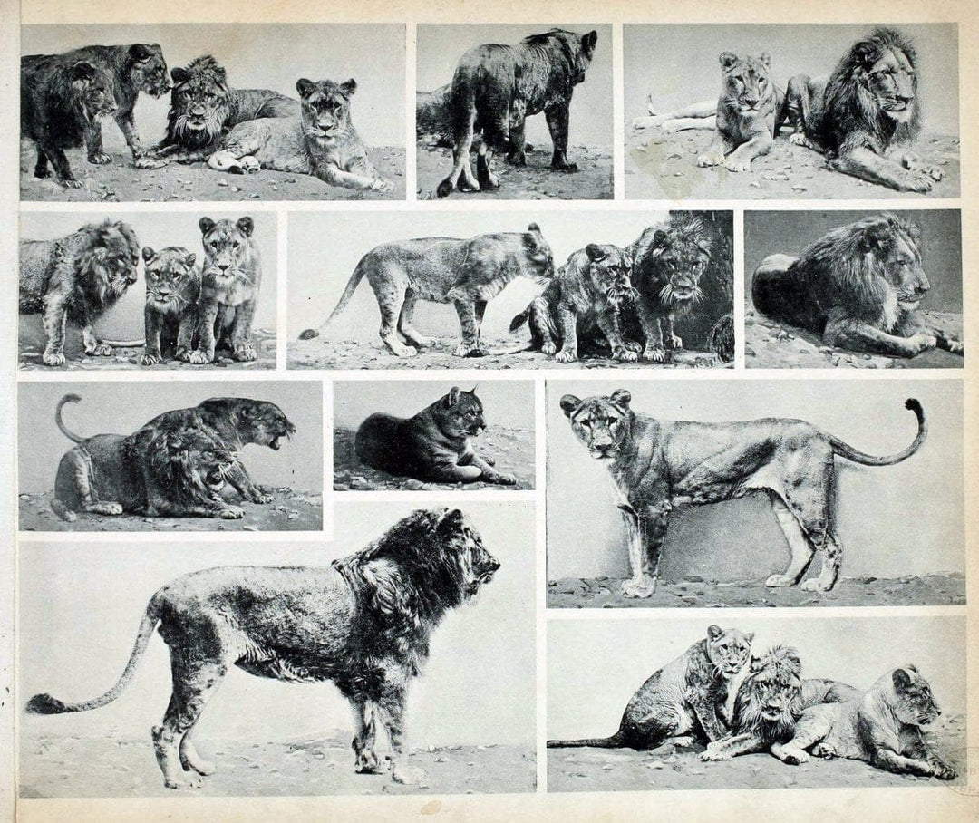 Das thierleben in SchÃ¶nbrunnWien :Gerlach,[1904] | Animals "Pictorial works" Boston Public Library | Vintage Print Reproduction 466221