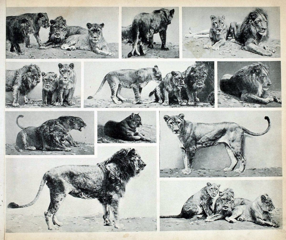 Das thierleben in SchÃ¶nbrunnWien :Gerlach,[1904] | Animals "Pictorial works" Boston Public Library | Vintage Print Reproduction 466221