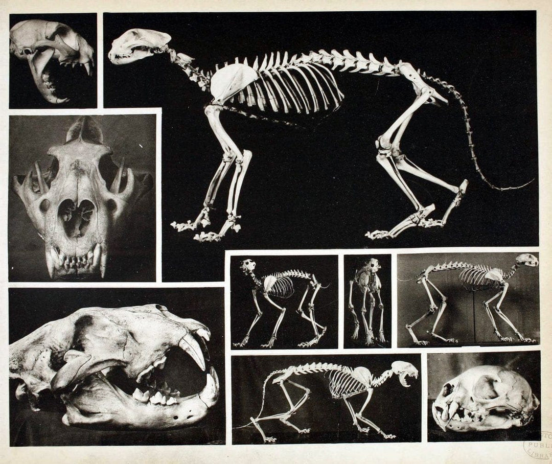 Das thierleben in SchÃ¶nbrunnWien :Gerlach,[1904] | Animals "Pictorial works" Boston Public Library | Vintage Print Reproduction 466222