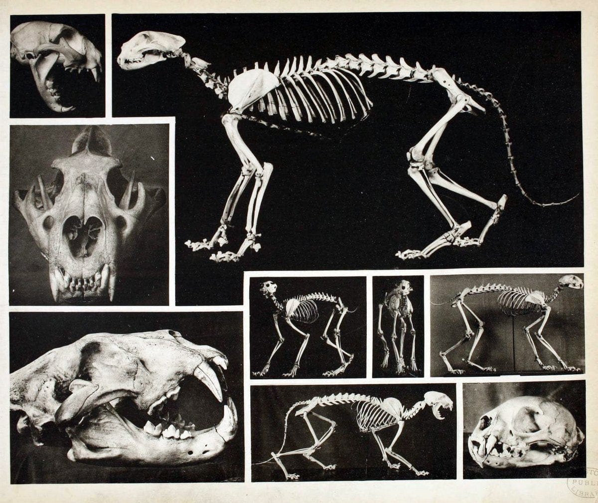 Das thierleben in SchÃ¶nbrunnWien :Gerlach,[1904] | Animals "Pictorial works" Boston Public Library | Vintage Print Reproduction 466222