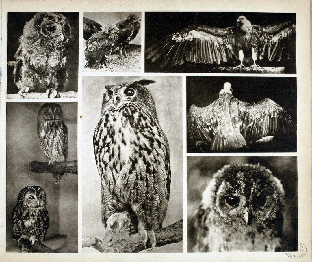 Das thierleben in SchÃ¶nbrunnWien :Gerlach,[1904] | Animals "Pictorial works" Boston Public Library | Vintage Print Reproduction 466223