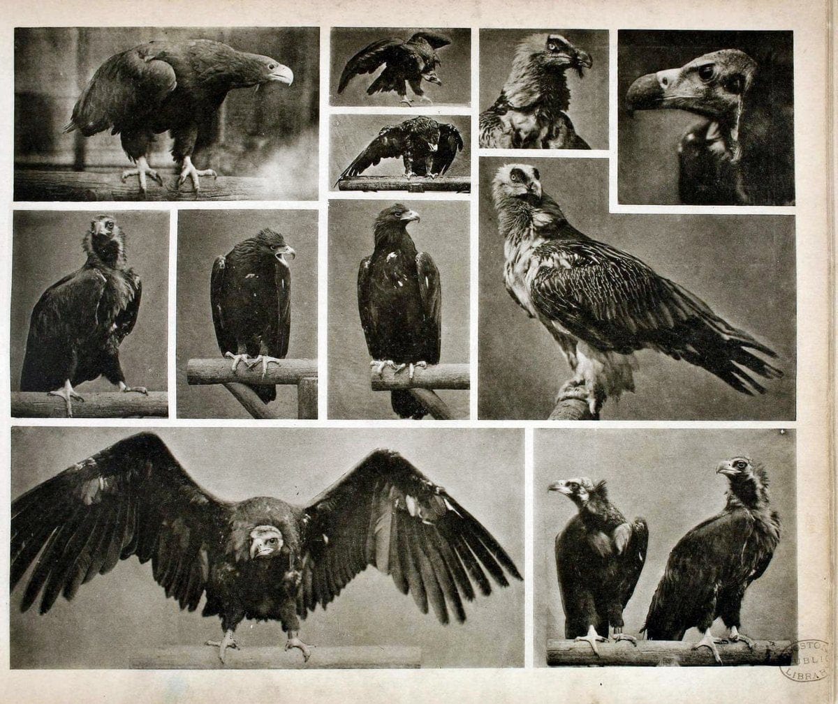 Das thierleben in SchÃ¶nbrunnWien :Gerlach,[1904] | Animals "Pictorial works" Boston Public Library | Vintage Print Reproduction 466224