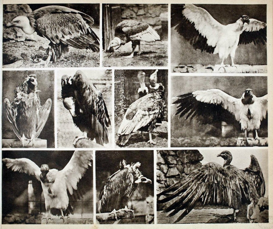 Das thierleben in SchÃ¶nbrunnWien :Gerlach,[1904] | Animals "Pictorial works" Boston Public Library | Vintage Print Reproduction 466225