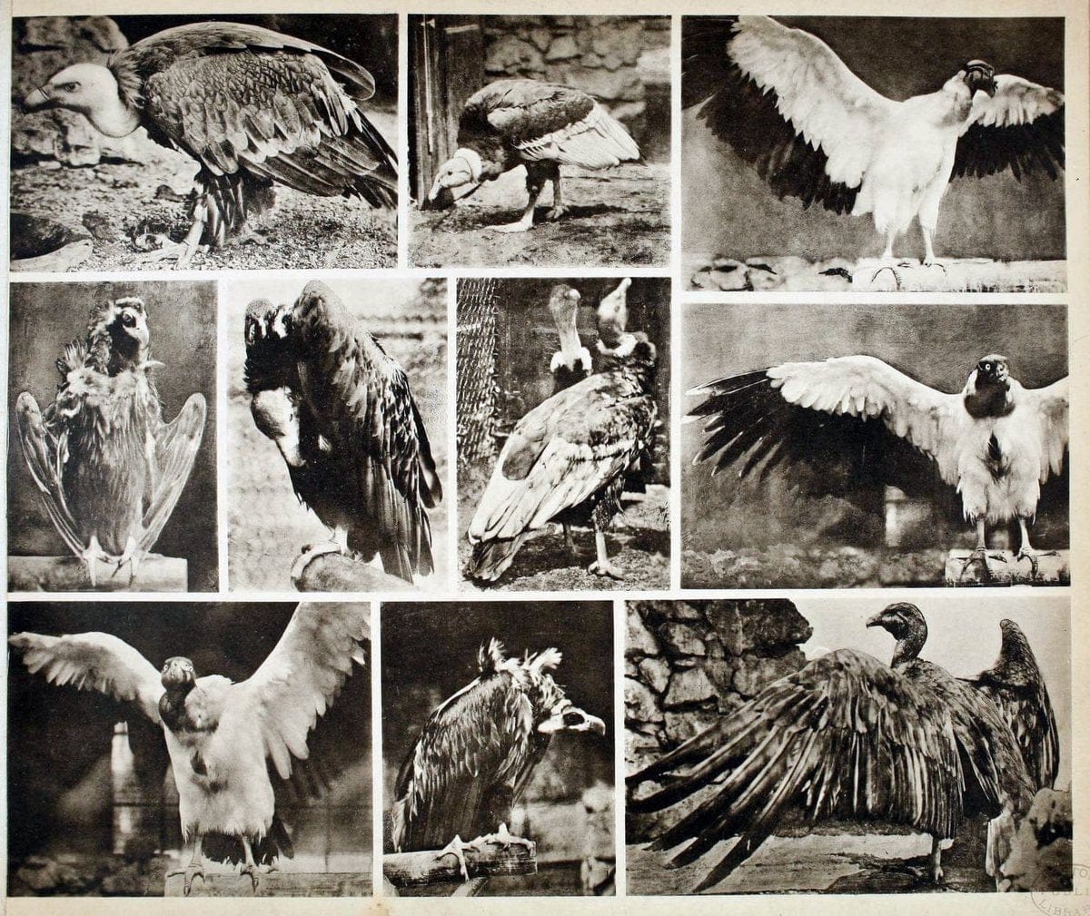 Das thierleben in SchÃ¶nbrunnWien :Gerlach,[1904] | Animals "Pictorial works" Boston Public Library | Vintage Print Reproduction 466225