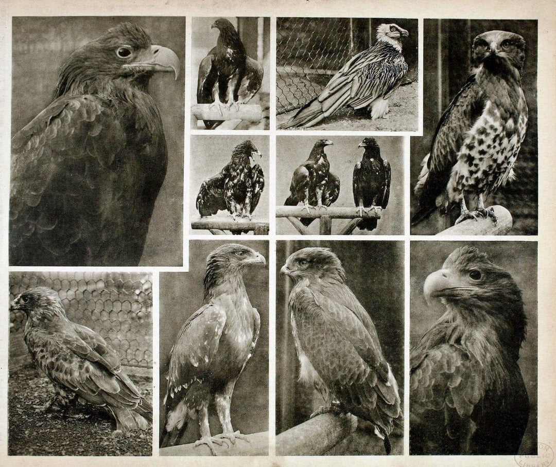 Das thierleben in SchÃ¶nbrunnWien :Gerlach,[1904] | Animals "Pictorial works" Boston Public Library | Vintage Print Reproduction 466226