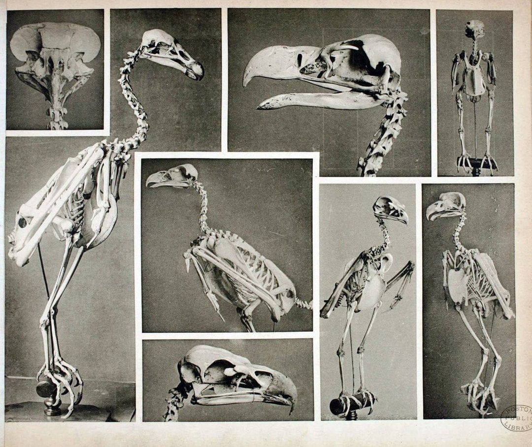 Das thierleben in SchÃ¶nbrunnWien :Gerlach,[1904] | Animals "Pictorial works" Boston Public Library | Vintage Print Reproduction 466227