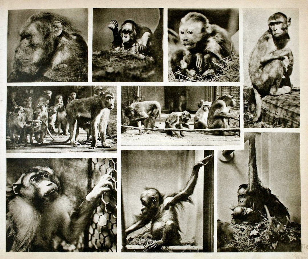 Das thierleben in SchÃ¶nbrunnWien :Gerlach,[1904] | Animals "Pictorial works" Boston Public Library | Vintage Print Reproduction 466228