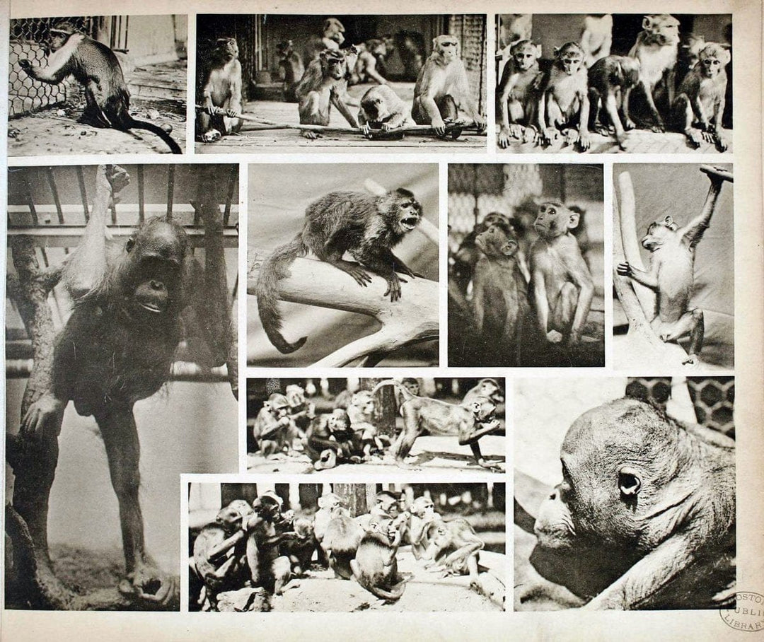 Das thierleben in SchÃ¶nbrunnWien :Gerlach,[1904] | Animals "Pictorial works" Boston Public Library | Vintage Print Reproduction 466229